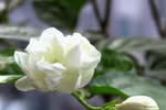 8 bài thuốc chữa bệnh từ hoa nhài