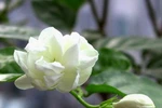 8 bài thuốc chữa bệnh từ hoa nhài