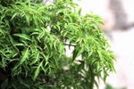 Đinh lăng, vị thuốc quý
