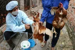 3 bước phòng chống hiệu quả cúm A/H7N9 