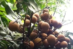 Quả nhãn, vị thuốc quý