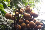 Quả nhãn, vị thuốc quý