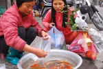 Sợ "cháy hàng", người dân thủ đô mua cá cúng ông Công, ông Táo sớm