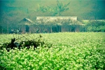 Những cánh đồng hoa cải đẹp mê hồn ở Mộc Châu mùa xuân
