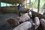 Lần đầu tiên tiêu hủy đàn heo nhiễm chất cấm tại Tiền Giang