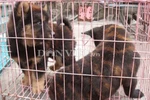 Ngắm những chú "chó lông hổ cực hiếm" được bán tràn lan ở Hà Nội