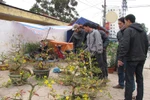 Cảnh giác với những chiêu làm cây cảnh giả trong dịp gần Tết