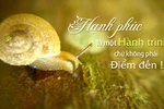 Hạnh phúc dành cho ai?