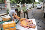 Phát hiện 300kg thịt lợn bốc mùi hôi thối đang trên đường đi tiêu thụ