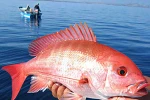 Đề phòng ngộ độc thực phẩm do ăn cá hồng