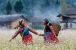 Sắc tím trên cao nguyên đá mỗi dịp xuân về