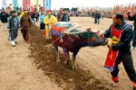 Năm Sửu, kể chuyện trâu với văn hóa người Việt