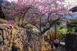Xuân về trên bản Lao Xa