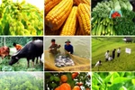 Nhiều chính sách khuyến khích phát triển hợp tác, liên kết sản xuất nông nghiệp