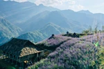 Những doanh nghiệp nào tham gia gói kích cầu “khủng” tại Sa Pa?