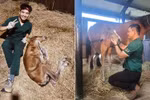 “Em bé ngựa” mang tên Yagi chào đời tại Vinpearl Horse Academy