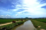 Quảng Bình yêu cầu chấm dứt việc thu phí chăn trâu