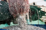 Gói trọn một vị ngon mang tên Phú Quốc