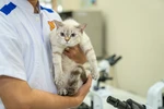 Ngành Thú Y với nhu cầu việc làm rộng mở tại Đồng Nai