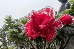 Cuối tuần, “hoa băng” nở trên đỉnh Fansipan