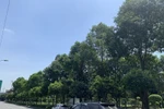 Hàng nghìn cây sao đen tại Hải Dương sau 20 năm bây giờ ra sao?