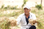 Đồng hành cùng bà con nông dân, Nam Ngư quảng bá đặc sản tỏi Lý Sơn