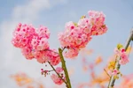 Đừng bỏ lỡ mùa anh đào đẹp như Nhật Bản ở Fansipan 