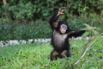 Diệu kỳ hành trình khôn lớn của “hot kid” bé Mây tại Vinpearl Safari Phú Quốc
