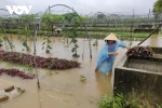 Đà Nẵng: Tập trung ứng phó, khắc phục hậu quả do mưa lũ và phục hồi sản xuất
