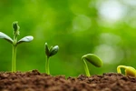 Giống lép và Mùa củi