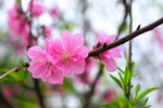 Dẫu vật đổi sao dời, vẫn là ...Vui như Tết