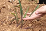 Bộ NN&PTNT đề nghị khẩn trương ứng phó nguy cơ hạn hán, xâm nhập mặn