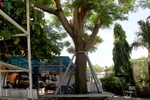 Nhìn sâu vào "gốc phượng" để tránh tổn thương nhau