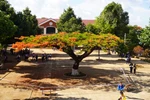 Covid-Phượng đã nhiễm vào những hiệu trưởng thiếu sức đề kháng