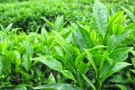 Những lợi ích tuyệt vời mà trà xanh mang lại đối với sức khỏe