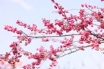Ngất ngây anh đào Himalaya nở rộ tại Sun World Fansipan Legend