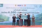 BIDV trồng 6.500 cây phòng hộ ven biển tại Nghệ An
