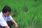 Nghệ An: Voi rừng lại đe dọa, phá hoại hoa màu người dân