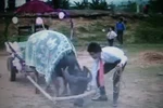 Đón dâu bằng xe trâu: Ý tưởng đến từ một lời thách đố
