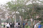 Nghệ An: Phát hiện xác nam nhân viên kế toán trên cành cây