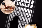 Rùng mình với "vũ khí" thanh trừng nhau của tù nhân trong trại giam