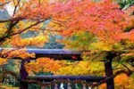 Tokyo bốn mùa và những sắc màu