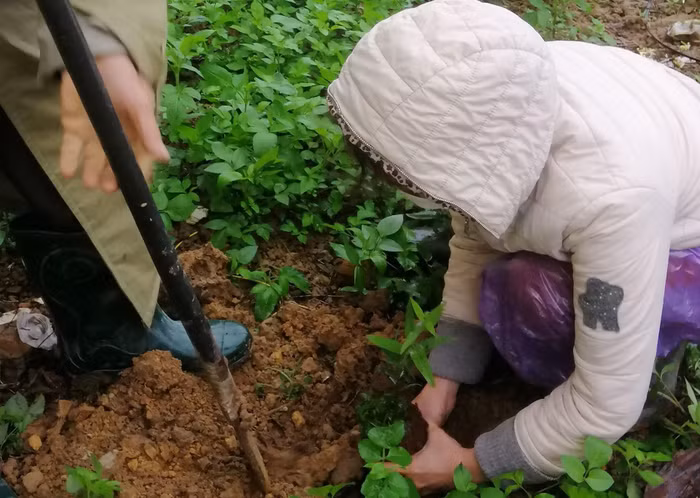 Các trường trồng trồng cây Đàn hương hưởng ứng "Tết trồng cây" Các trường trồng trồng cây Đàn hương hưởng ứng "Tết trồng cây"