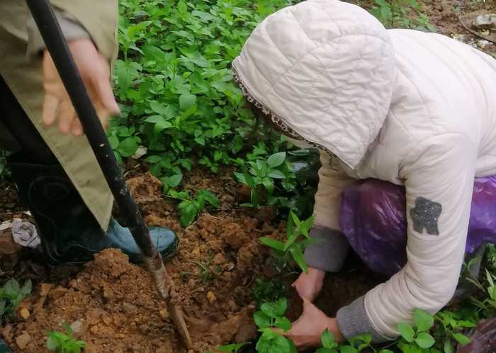 Các trường trồng trồng cây Đàn hương hưởng ứng &quot;Tết trồng cây&quot;