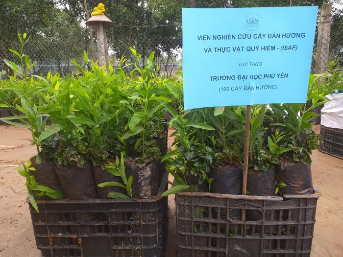 1500 giống Đàn hương của Viện nghiên cứu cây Đàn hương và Thực vật quý hiếm thuộc Liên hiệp các hội Khoa học và Kỹ thuật Việt Nam được gửi đến trồng tại 15 trường học.