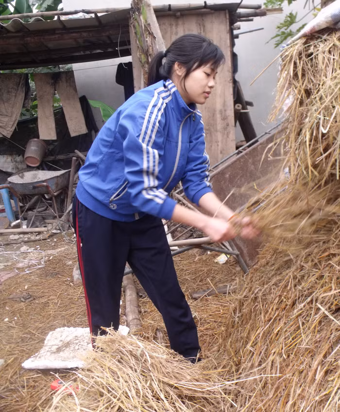 Hạnh đang vội vàng rút rơm chuẩn bị bữa trưa để kịp giờ lên đường đi học (Ảnh: Minh Phúc)