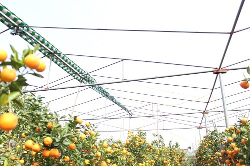 Lắp đặt hệ thống che mưa cho quất với kinh phí 40 triệu đồng Lắp đặt hệ thống che mưa cho quất với kinh phí 40 triệu đồng