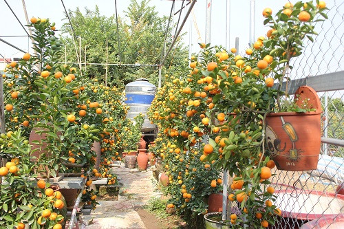 Quất Bonsai được trồng trong bình với nhiều kiểu dáng,to nhỏ khác nhau Quất Bonsai được trồng trong bình với nhiều kiểu dáng,to nhỏ khác nhau