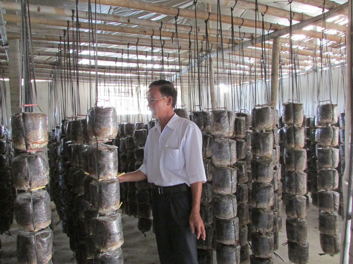Đến nay, diện tích nhà trồng nấm của ông lên tới 1.500 m2