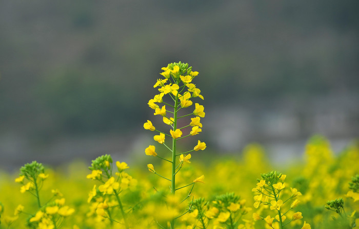 Chuyện “tay nhúng chàm” và loài Smart-dê ảnh 3 Chuyện “tay nhúng chàm” và loài Smart-dê ảnh 3